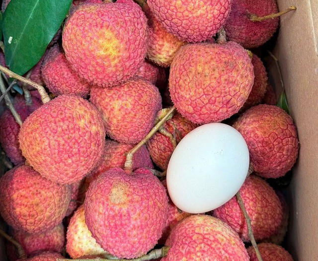 Loại vải to như quả trứng gà, giá 400.000 đồng/kg vẫn không có hàng để ăn tại Thanh Hà - Ảnh 2.