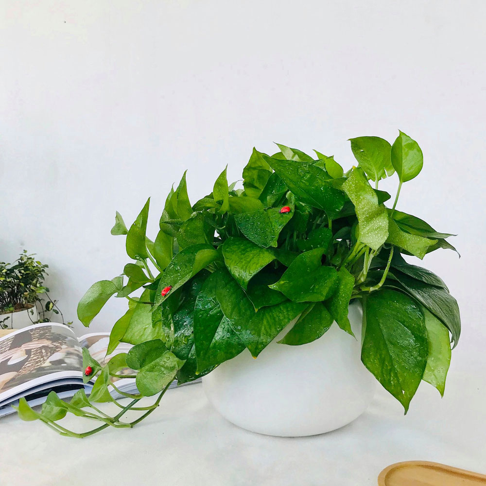 Tại sao mỗi b&agrave;n học n&ecirc;n c&oacute; một chậu trầu b&agrave;? - Ảnh 1.