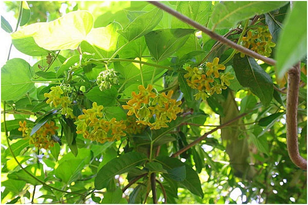 Lời khuy&ecirc;n chăm s&oacute;c c&acirc;y thi&ecirc;n l&yacute; cho gia đ&igrave;nh xanh đẹp - Ảnh 1.