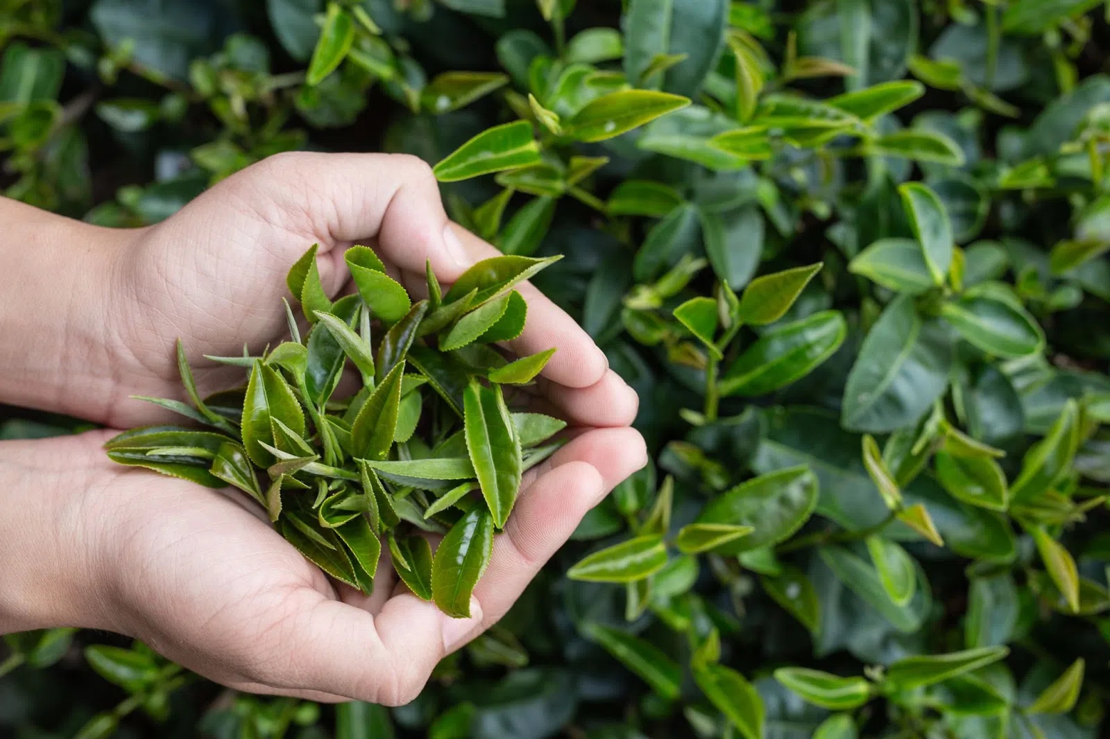 Loại l&aacute; chống rụng t&oacute;c, k&iacute;ch th&iacute;ch mọc t&oacute;c cực hay, d&ugrave;ng hằng ng&agrave;y ph&ograve;ng cả ung thư: B&aacute;n đầy chợ Việt - Ảnh 1.