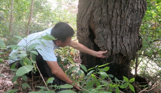 Loại gỗ hiếm bậc nhất thế giới, giới khoa học khẩn cấp bảo tồn: Việt Nam hiện còn khoảng 13 cây cổ thụ - Ảnh 2.