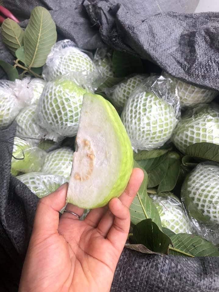 Lời khuy&ecirc;n chọn ổi ngon v&agrave; chất lượng tốt nhất cho sức khỏe - Ảnh 2.