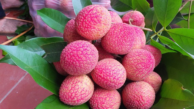 Loại vải to như quả trứng gà, giá 400.000 đồng/kg vẫn không có hàng để ăn tại Thanh Hà - Ảnh 1.