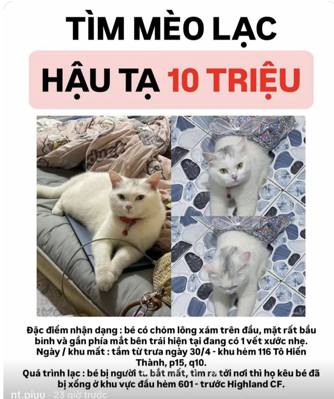 C&ocirc; g&aacute;i ở TPHCM cầu cứu t&igrave;m m&egrave;o lạc, hứa hậu tạ 10 triệu - Ảnh 1.
