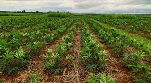 Mỏ 'vàng trắng dưới lòng đất' của Việt Nam vừa đón tin cực vui từ Hàn Quốc - Ảnh 1.