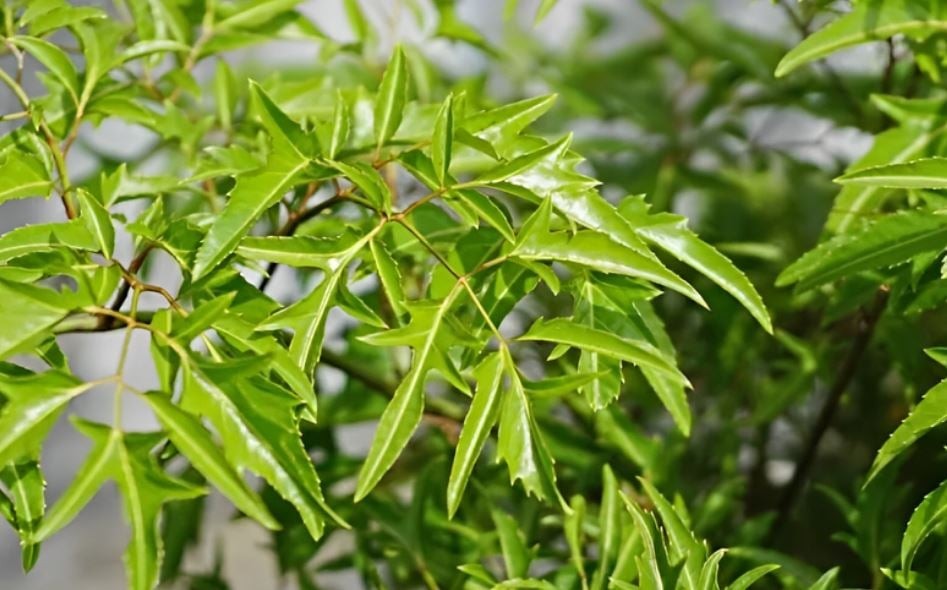 3 ý nghĩa phong thủy người xưa chọn trồng cây đinh lăng trước nhà - Ảnh 1.