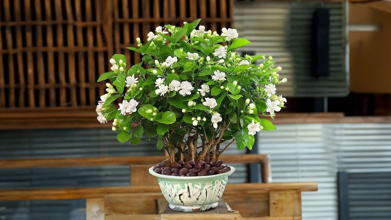 5 loại c&acirc;y thơm phức, rất n&ecirc;n trồng trong vườn nh&agrave;: Mang lại vận may, hạnh ph&uacute;c - Ảnh 1.