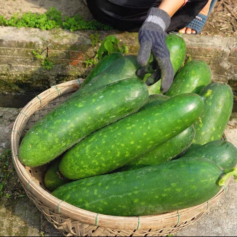 Tận dụng nắng h&egrave; v&agrave; loại "rau" n&agrave;y đang v&agrave;o m&ugrave;a, mua nhiều rồi đem phơi kh&ocirc;, nấu được nhiều m&oacute;n ăn ngon quanh năm lại  - Ảnh 1.