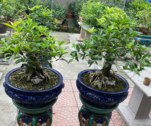 4 l&yacute; do người gi&agrave;u trồng c&acirc;y mộc hương trong nh&agrave; để tăng t&agrave;i lộc - Ảnh 2.