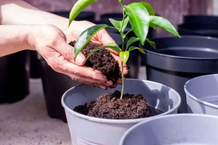 3 l&yacute; do n&ecirc;n c&oacute; một c&acirc;y chanh trong nh&agrave; - Ảnh 1.