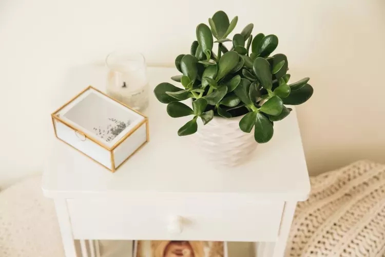 12 loại c&acirc;y được chuy&ecirc;n gia phong thủy khuy&ecirc;n n&ecirc;n trồng trước cửa nh&agrave; - Ảnh 8.