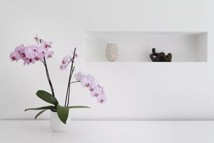 12 loại c&acirc;y được chuy&ecirc;n gia phong thủy khuy&ecirc;n n&ecirc;n trồng trước cửa nh&agrave; - Ảnh 12.