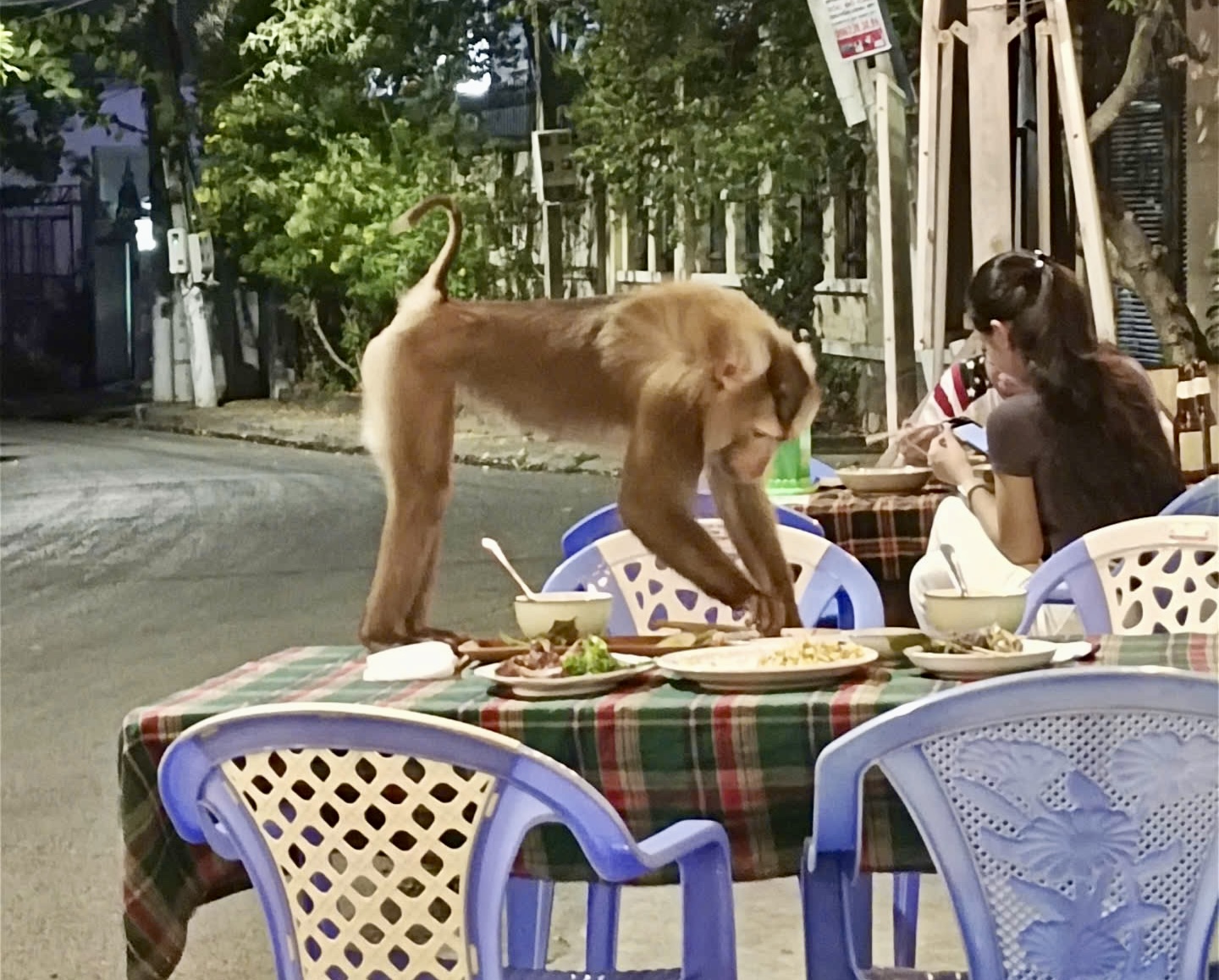 Khỉ lạ đeo v&ograve;ng cổ, lao l&ecirc;n b&agrave;n bởi thức ăn ở Vũng T&agrave;u - Ảnh 1.