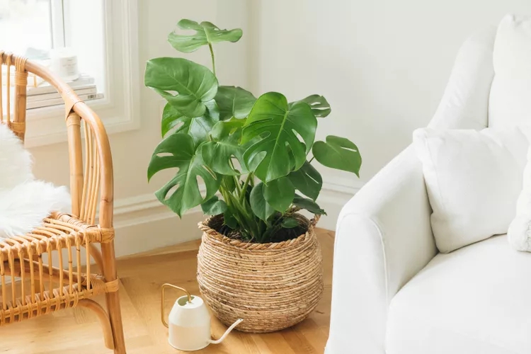 12 loại c&acirc;y được chuy&ecirc;n gia phong thủy khuy&ecirc;n n&ecirc;n trồng trước cửa nh&agrave; - Ảnh 2.