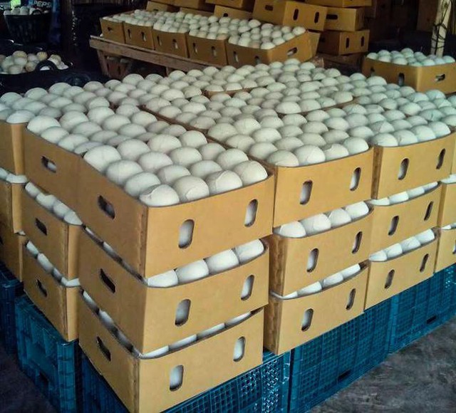 Rẻ hơn sầu ri&ecirc;ng nhưng l&agrave; 'si&ecirc;u quả' tỷ USD của Việt Nam: Trung Quốc ồ ạt gom h&agrave;ng, Mỹ 'chi đậm' để mua lớn - Ảnh 2.