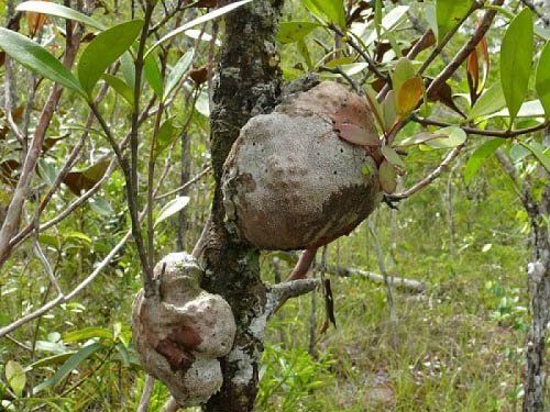 Loại gỗ triệu cây mới có một ở Việt Nam: Giá tới 30 tỷ đồng/kg, đại gia Nhật - Trung có tiền cũng khó mua - Ảnh 2.