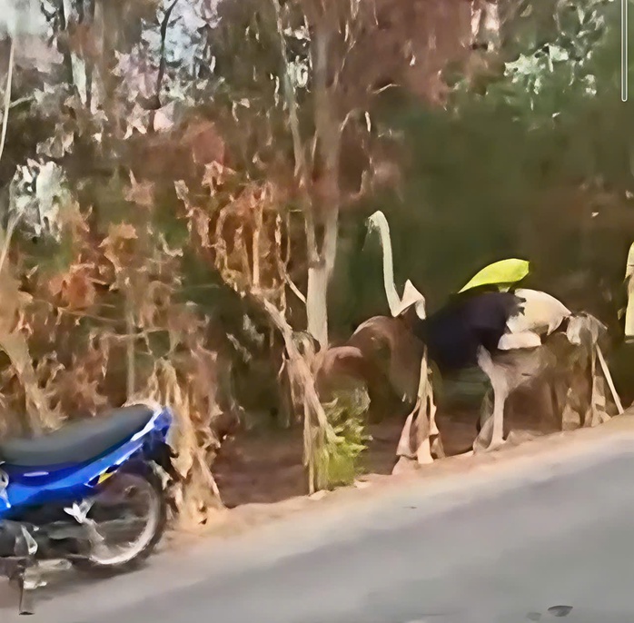 CLIP: 8 con đ&agrave; điểu bị rơi xuống đường ở T&acirc;y Ninh, 6 con chết - Ảnh 1.