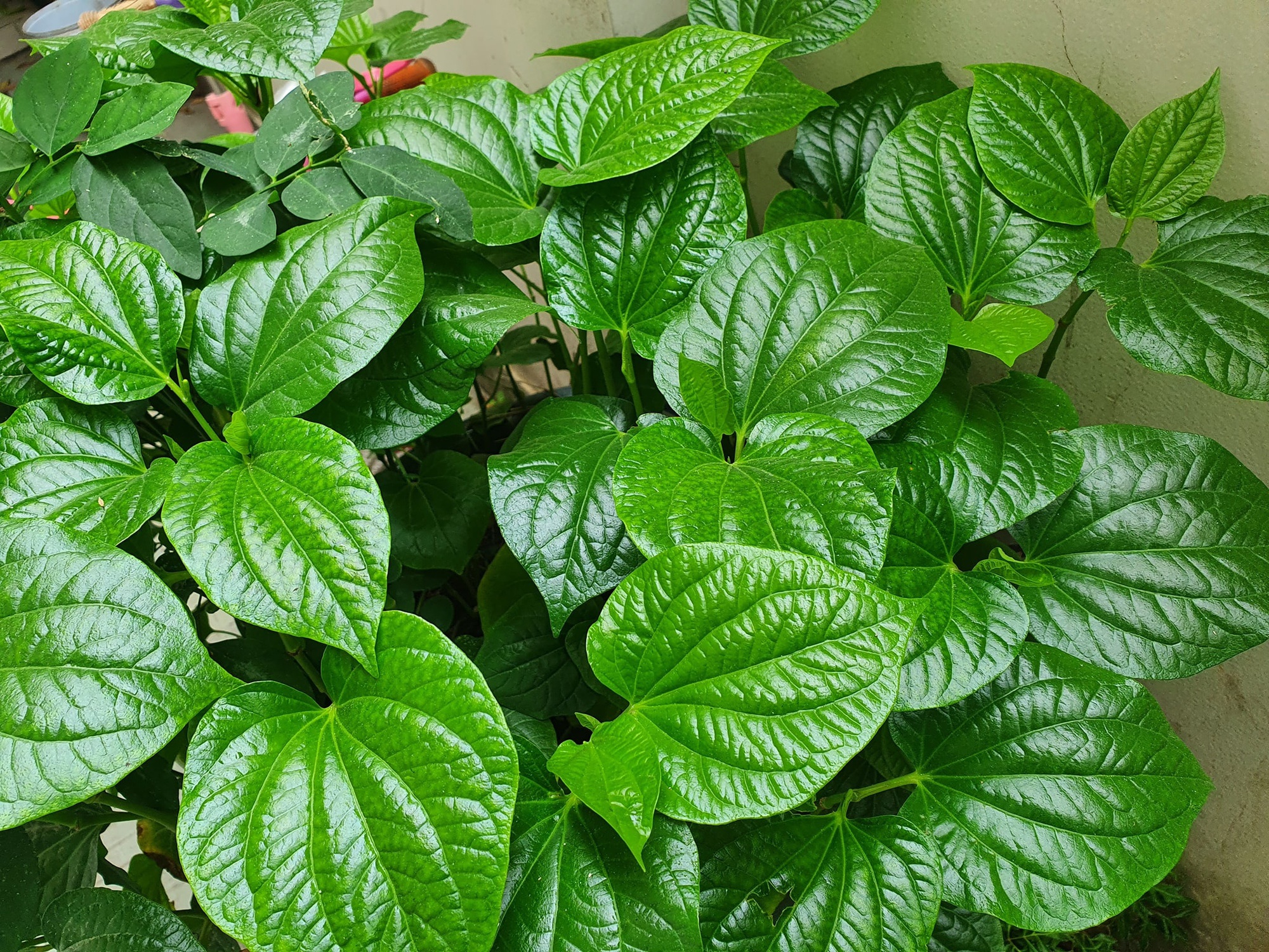 4 lý do nên trồng lá lốt trong nhà - Ảnh 2.