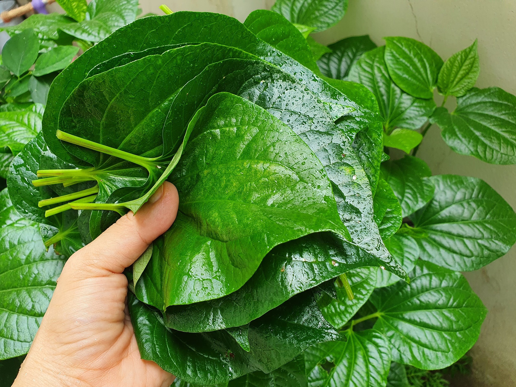 4 lý do nên trồng lá lốt trong nhà - Ảnh 3.