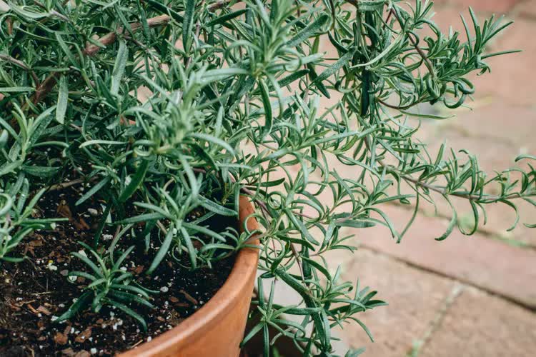 5 loại mùi mà gián rất ghét, ngửi thấy là tránh xa - Ảnh 1.