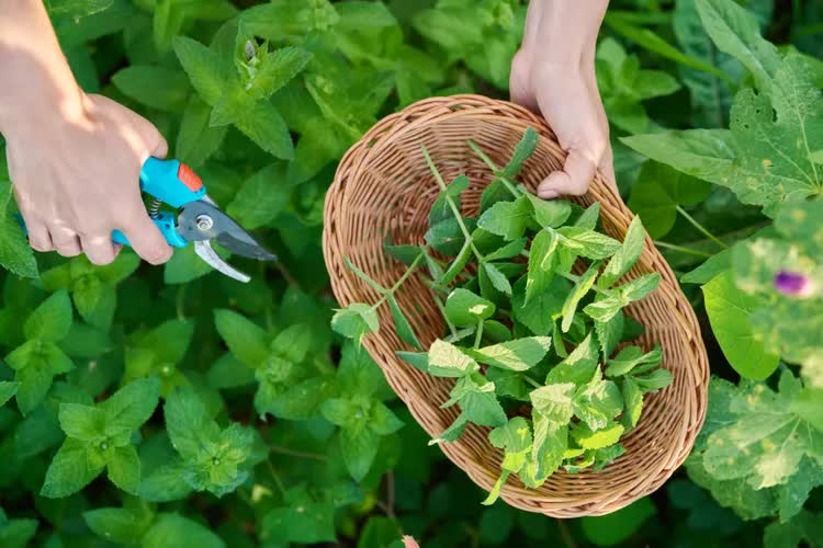 5 loại mùi mà gián rất ghét, ngửi thấy là tránh xa - Ảnh 4.