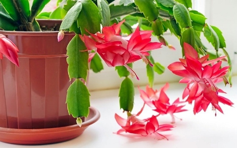Có nên trồng lan càng cua trước cửa nhà để tạo điểm nhấn? - Ảnh 1. Có nên trồng lan càng cua trước cửa nhà để tạo điểm nhấn? - Ảnh 1.