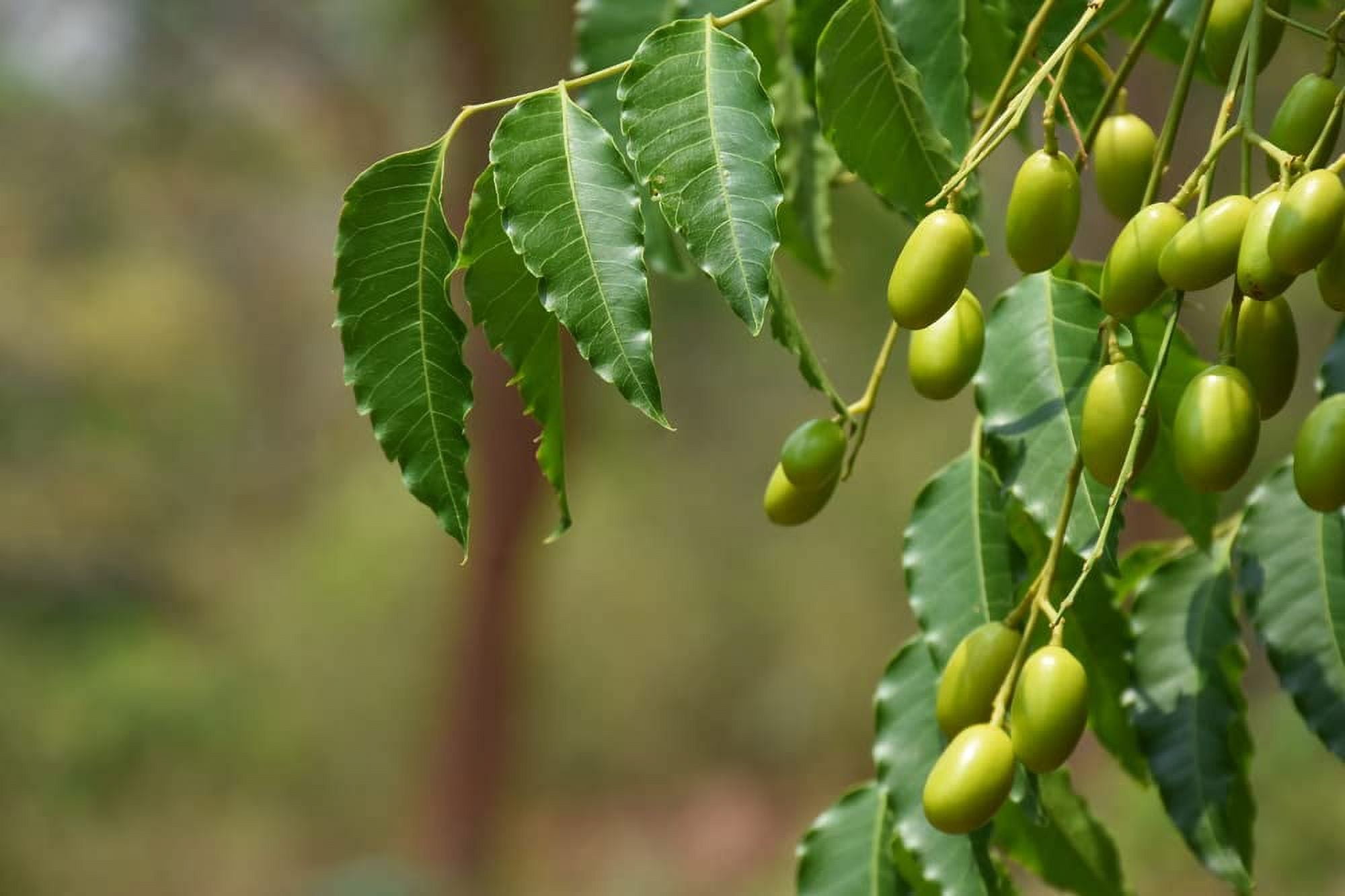 5 loại cây nên trồng trên sân thượng vào mùa hè - Ảnh 3.