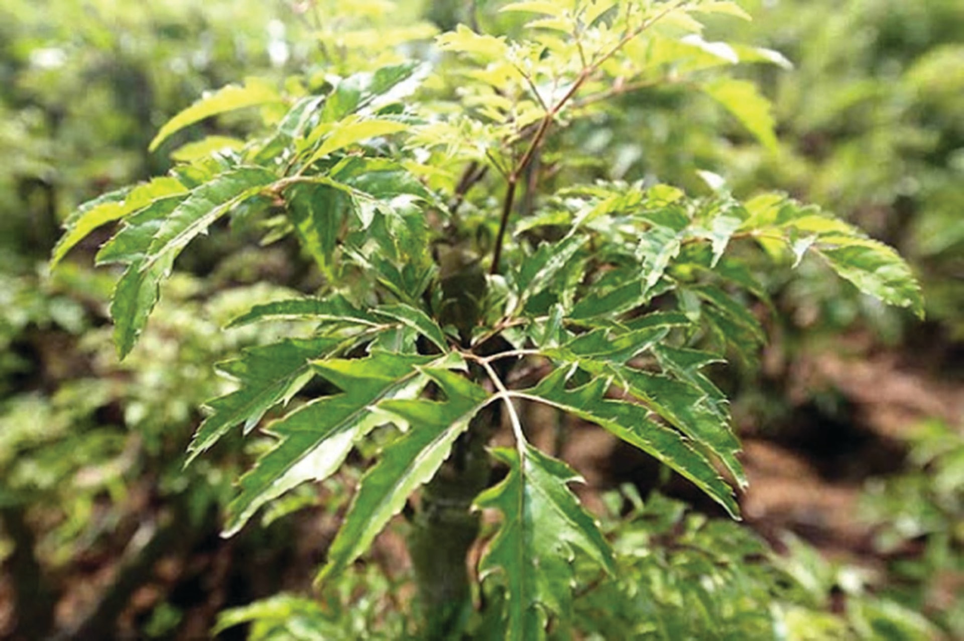 3 lý do đinh lăng được ví là 