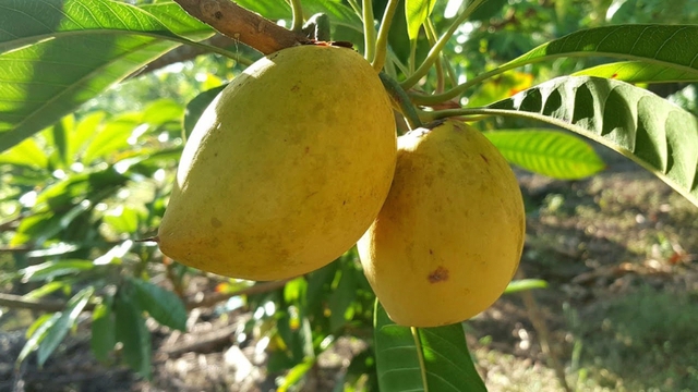 Từng rụng đầy gốc kh&ocirc;ng ai h&aacute;i, loại quả qu&ecirc; n&agrave;y sang trời T&acirc;y bỗng th&agrave;nh 'v&agrave;ng r&ograve;ng' gi&aacute; 2 triệu/kg - Ảnh 1.