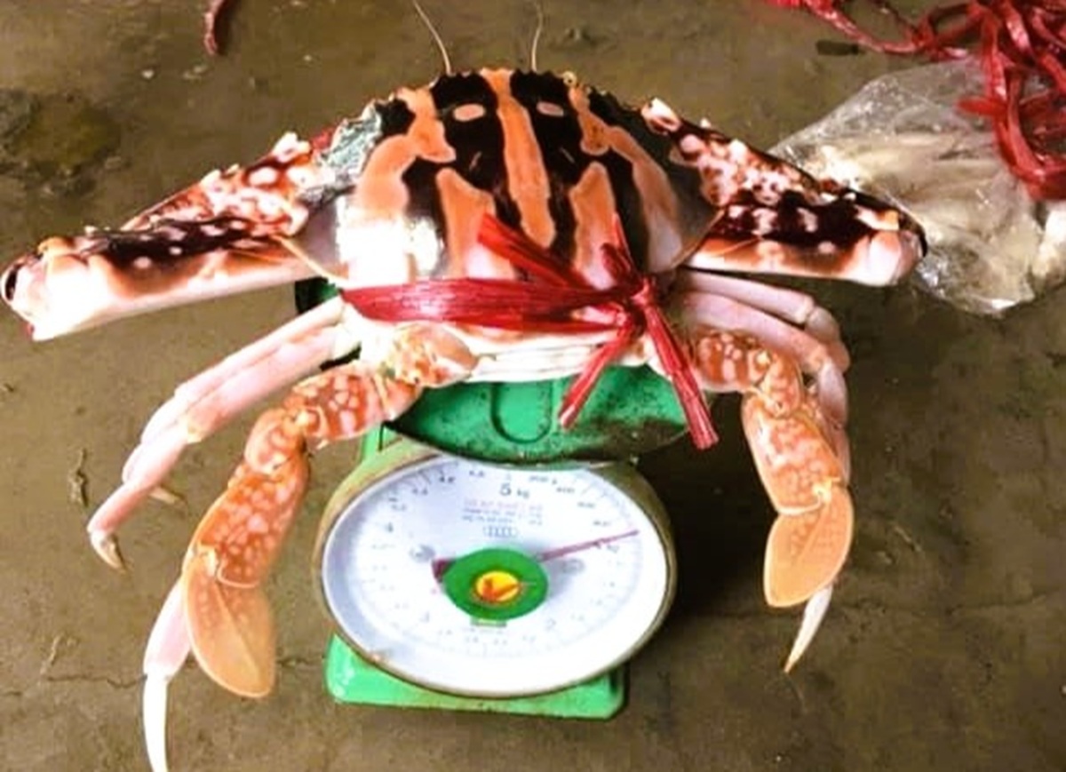 Ghẹ đỏ l&agrave; hải sản g&igrave; m&agrave; c&oacute; gi&aacute; tới 1,7 triệu đồng/kg ở Sầm Sơn - Ảnh 1.