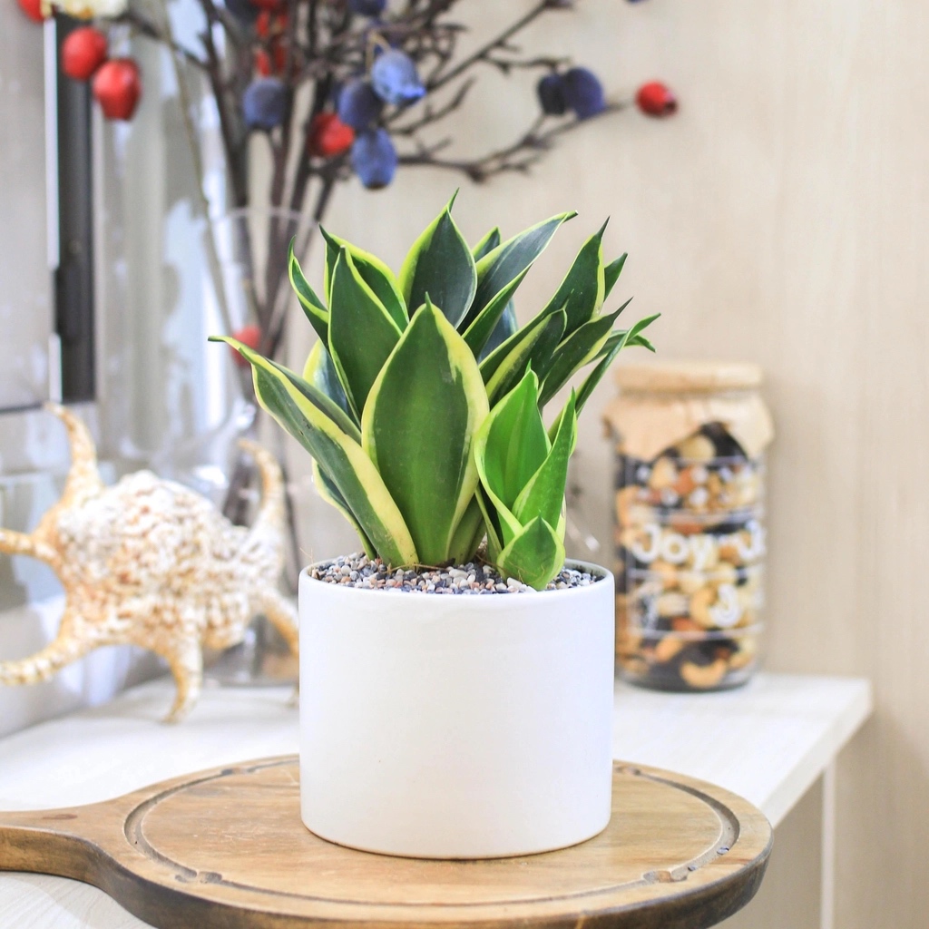 6 loại c&acirc;y n&ecirc;n trồng trong nh&agrave; ngay v&agrave;o m&ugrave;a h&egrave; n&agrave;y - Ảnh 3.