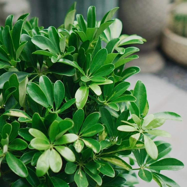 Lời khuy&ecirc;n trồng c&acirc;y ngũ gia b&igrave; cho gia đ&igrave;nh hạnh ph&uacute;c, khỏe mạnh - Ảnh 2.