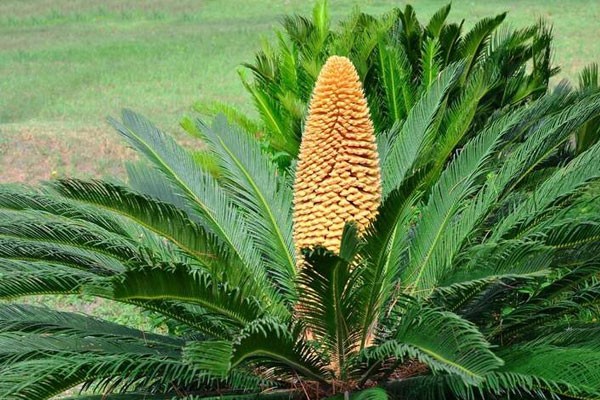 Lời khuy&ecirc;n trồng c&acirc;y vạn tuế cho gia đ&igrave;nh th&ecirc;m thịnh vượng - Ảnh 1.