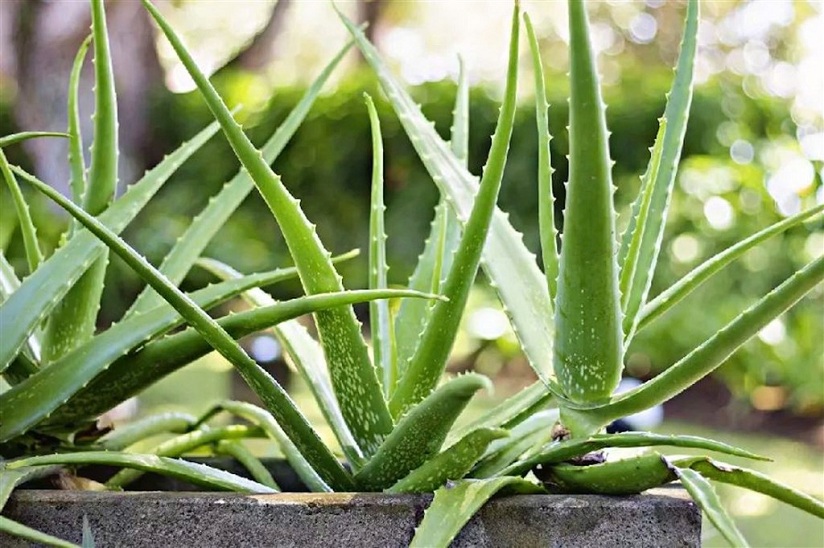 5 loại lá cây cảnh phổ biến giúp cải thiện sức khỏe tự nhiên - Ảnh 4.