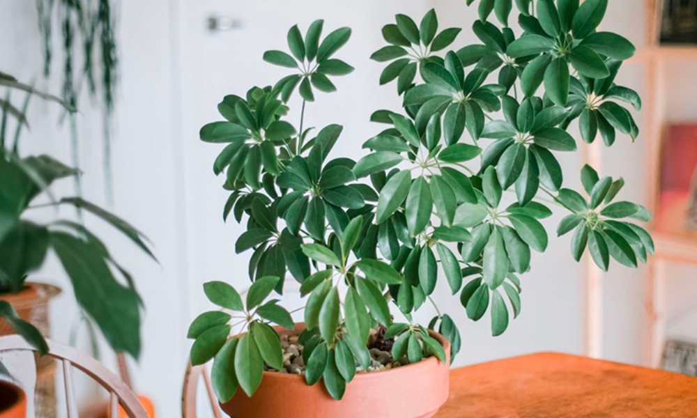 5 loại lá cây cảnh phổ biến giúp cải thiện sức khỏe tự nhiên - Ảnh 2.