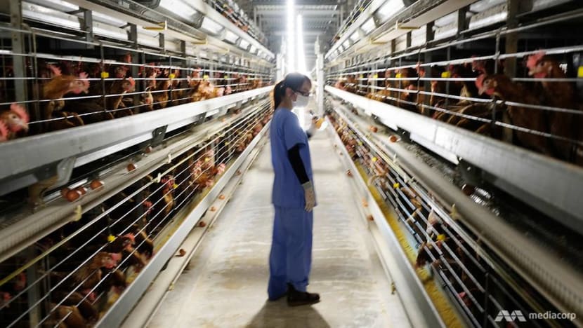 "Đột nhập" nh&agrave; m&aacute;y trứng sản xuất 600.000 quả/ng&agrave;y: V&igrave; sao g&agrave; đẻ ở đ&acirc;y gần như kh&ocirc;ng c&oacute; ng&agrave;y nghỉ? - Ảnh 1.