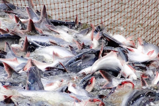 Mỹ b&aacute;o tin vui cho một mặt h&agrave;ng chủ lực của Việt Nam - Ảnh 1.