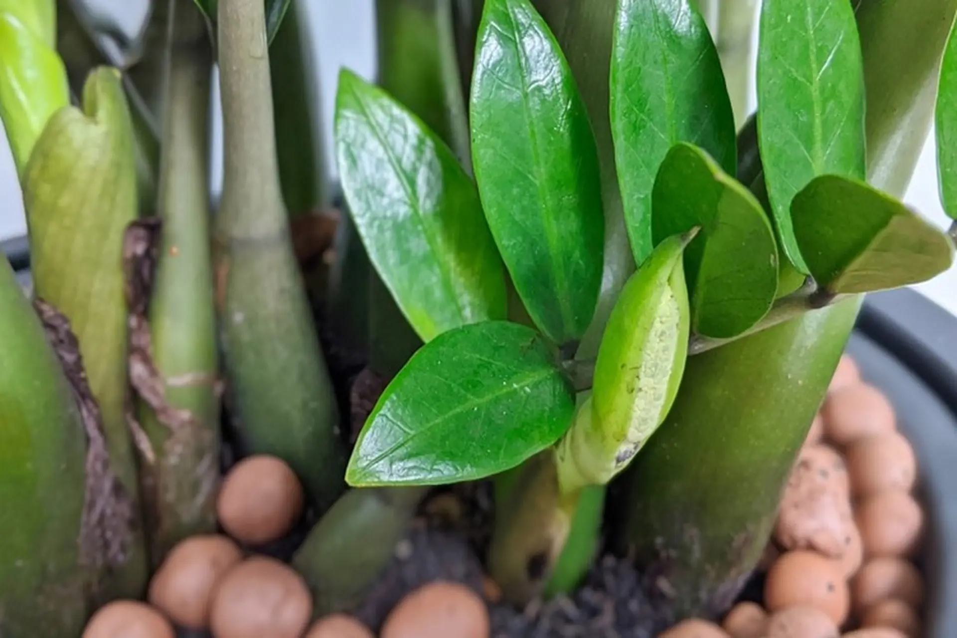 C&acirc;y n&ecirc;n trồng trước nh&agrave; th&aacute;ng 6: H&uacute;t t&agrave;i lộc, giữ b&igrave;nh an- Ảnh 1.