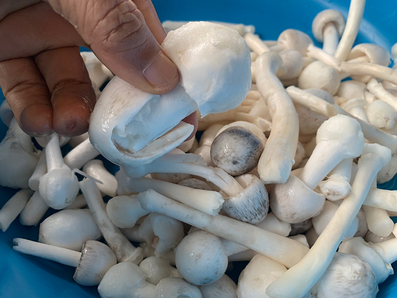 Loài cây kỳ lạ chỉ ra 