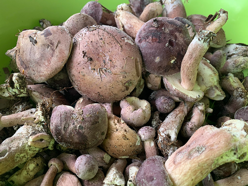 Loài cây kỳ lạ chỉ ra 