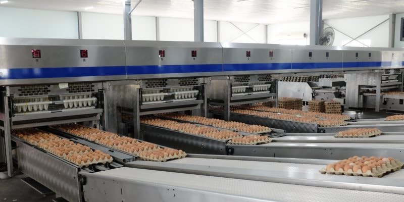 &ldquo;Cỗ m&aacute;y&rdquo; sản xuất 1 triệu quả trứng/ng&agrave;y của tỷ ph&uacute; Trần Đ&igrave;nh Long: Nu&ocirc;i 1,2 triệu con g&agrave;, vận h&agrave;nh bằng robot ch&acirc;u &Acirc;u - Ảnh 1.