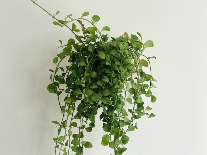 5 loại c&acirc;y treo rủ chống n&oacute;ng cho ban c&ocirc;ng m&ugrave;a h&egrave; - Ảnh 3.