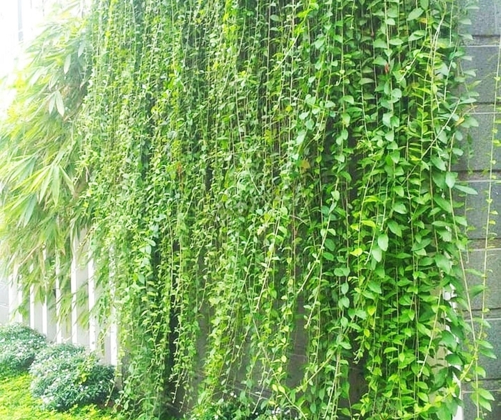 5 loại c&acirc;y treo rủ chống n&oacute;ng cho ban c&ocirc;ng m&ugrave;a h&egrave; - Ảnh 1.