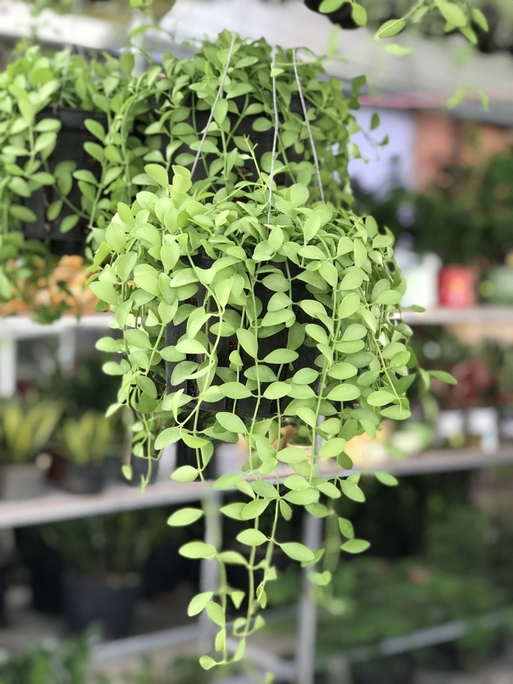 5 loại c&acirc;y treo rủ chống n&oacute;ng cho ban c&ocirc;ng m&ugrave;a h&egrave; - Ảnh 4.