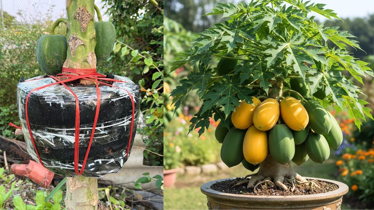 7 loại cây ăn quả có thể trồng ở ban công: Loại cuối cùng khiến nhiều người bất ngờ - Ảnh 6. 7 loại cây ăn quả có thể trồng ở ban công: Loại cuối cùng khiến nhiều người bất ngờ - Ảnh 6.