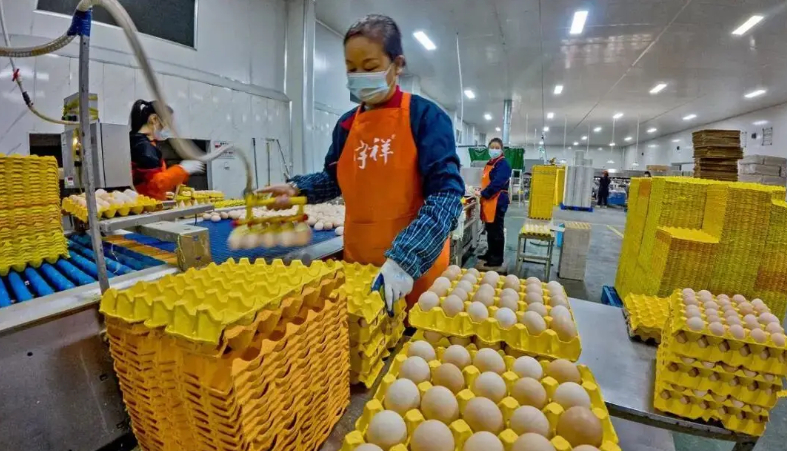 Nh&agrave; m&aacute;y sản xuất trứng tươi 450.000 quả/ng&agrave;y, c&ocirc;ng nghệ hiện đại - Ảnh 1.