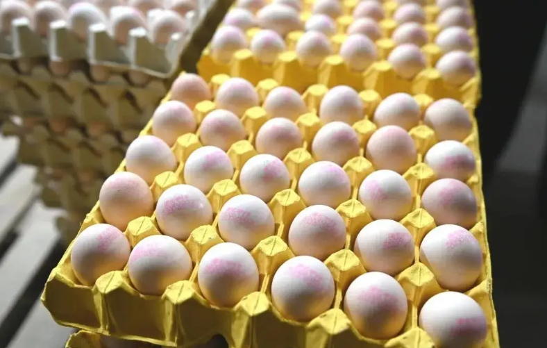 Nh&agrave; m&aacute;y sản xuất trứng tươi 450.000 quả/ng&agrave;y, c&ocirc;ng nghệ hiện đại - Ảnh 2.
