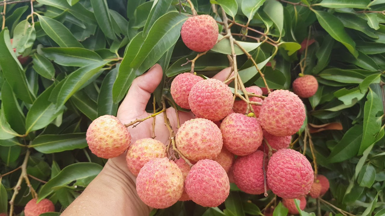 Loại quả "quốc d&acirc;n" v&agrave;o m&ugrave;a h&egrave; nhưng b&aacute;c sĩ cảnh b&aacute;o kh&ocirc;ng n&ecirc;n ăn c&ugrave;ng 2 thứ n&agrave;y: C&oacute; thể l&agrave;m mất vitamin C, tăng nguy cơ tụt đường huyết nguy hiểm- Ảnh 1.