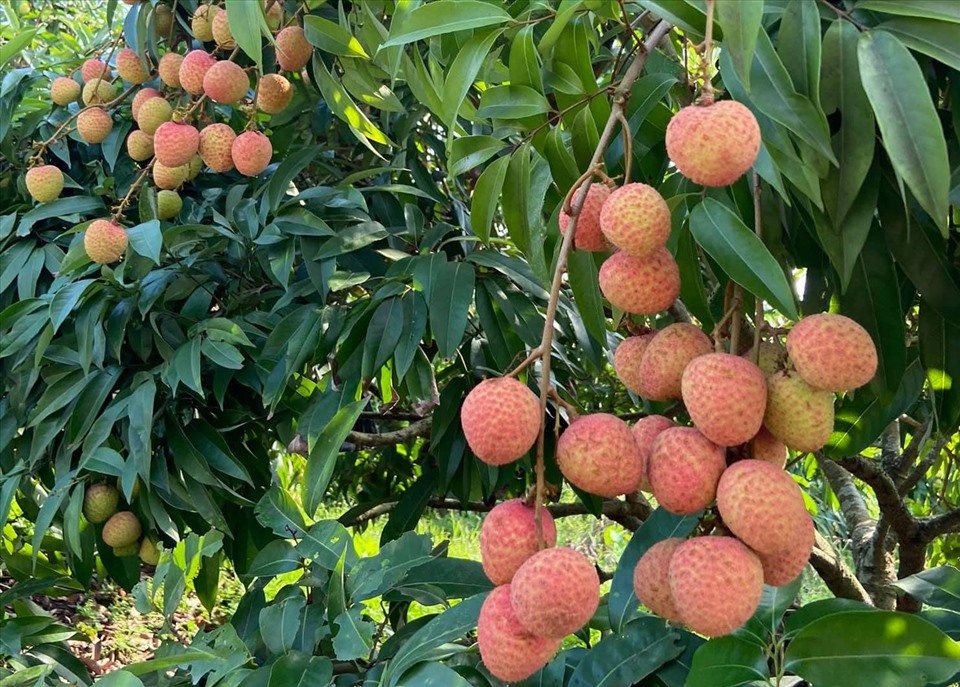 Loại quả "quốc d&acirc;n" v&agrave;o m&ugrave;a h&egrave; nhưng b&aacute;c sĩ cảnh b&aacute;o kh&ocirc;ng n&ecirc;n ăn c&ugrave;ng 2 thứ n&agrave;y: C&oacute; thể l&agrave;m mất vitamin C, tăng nguy cơ tụt đường huyết nguy hiểm- Ảnh 3.