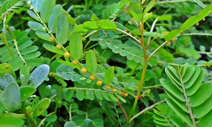 3 cây cỏ dại quanh nhà ai cũng thấy là 